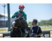  Carrera: P.Jose Antonio Rodriguez JAR Monta: R.N.Valle Caballo: Bruno